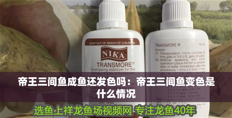 帝王三間魚成魚還發色嗎：帝王三間魚變色是什么情況