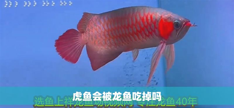 虎魚會被龍魚吃掉嗎