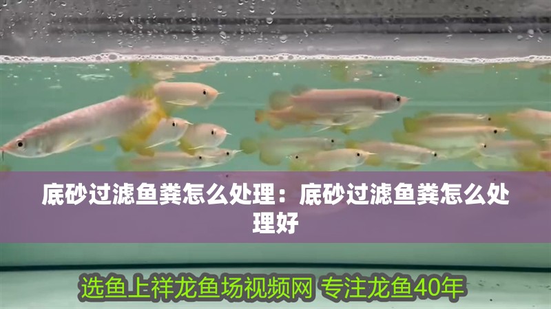 底砂過濾魚糞怎么處理：底砂過濾魚糞怎么處理好