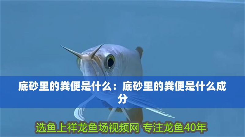 底砂里的糞便是什么：底砂里的糞便是什么成分