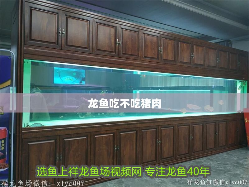 龍魚吃不吃豬肉