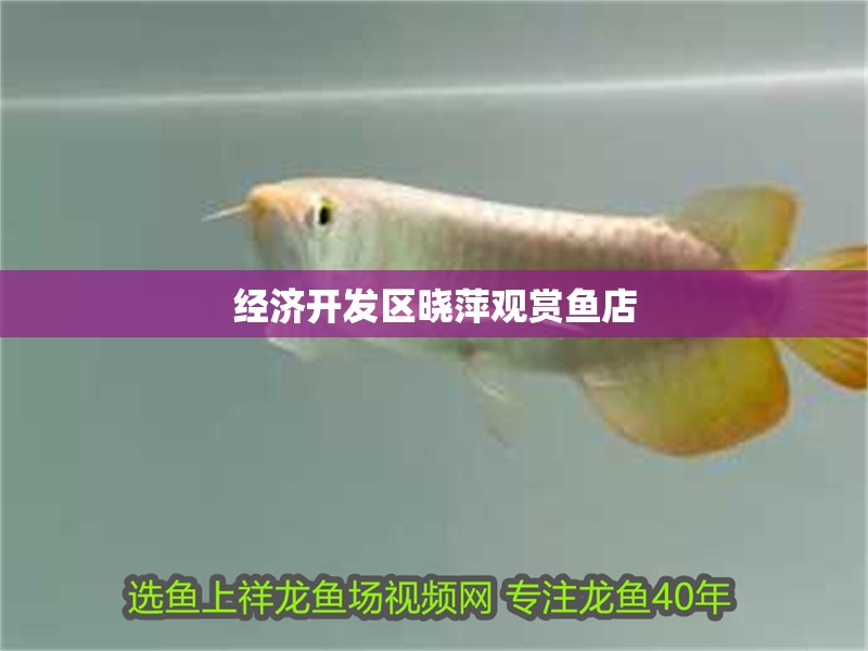 經濟開發區曉萍觀賞魚店