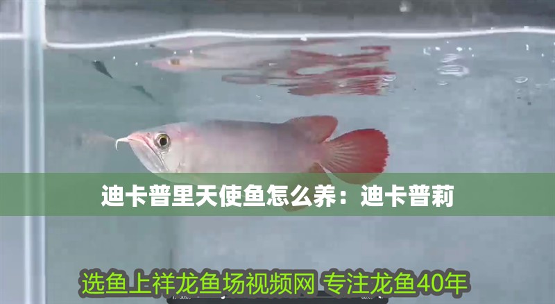 迪卡普里天使魚怎么養：迪卡普莉