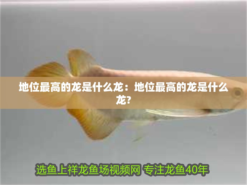 地位最高的龍是什么龍：地位最高的龍是什么龍?