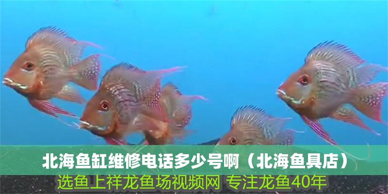 北海魚缸維修電話多少號啊（北海魚具店）