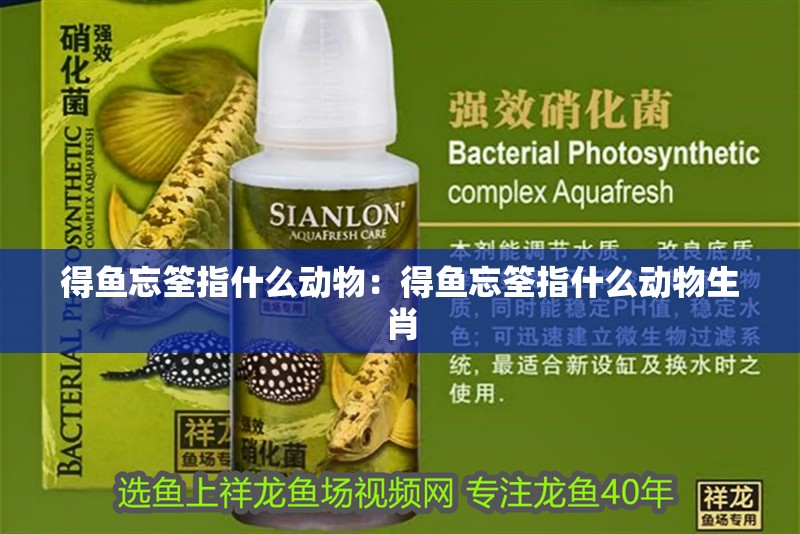 得魚忘筌指什么動物：得魚忘筌指什么動物生肖