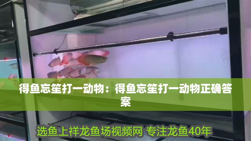 得魚忘笙打一動物：得魚忘笙打一動物正確答案 得魚忘笙打一動物：得魚忘笙打一動物正確答案 龍魚百科 第2張