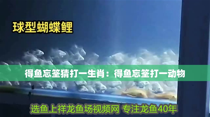 得魚忘筌猜打一生肖：得魚忘筌打一動物