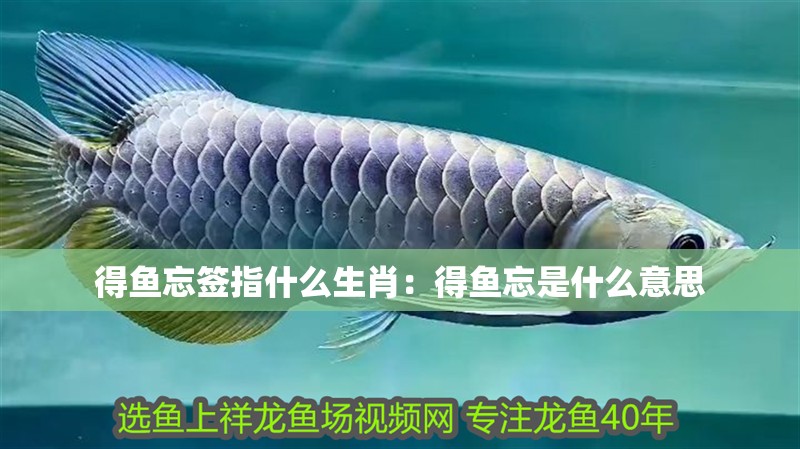 得魚忘簽指什么生肖：得魚忘是什么意思