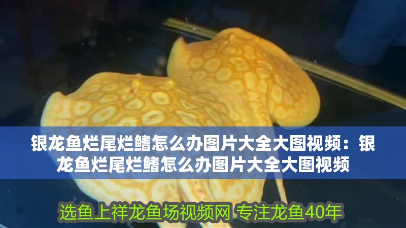 銀龍魚爛尾爛鰭怎么辦圖片大全大圖視頻：銀龍魚爛尾爛鰭怎么辦圖片大全大圖視頻