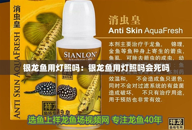 銀龍魚用燈照嗎：銀龍魚用燈照嗎會(huì)死嗎