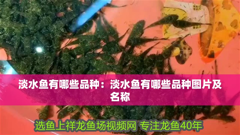 淡水魚有哪些品種：淡水魚有哪些品種圖片及名稱