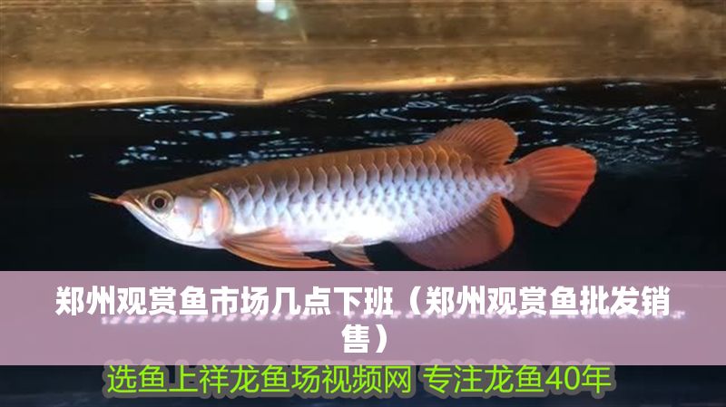 鄭州觀賞魚市場幾點下班（鄭州觀賞魚批發銷售）