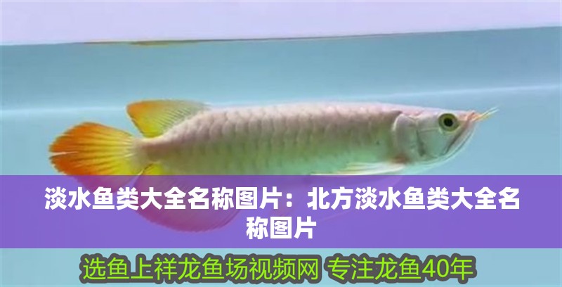 淡水魚類大全名稱圖片：北方淡水魚類大全名稱圖片