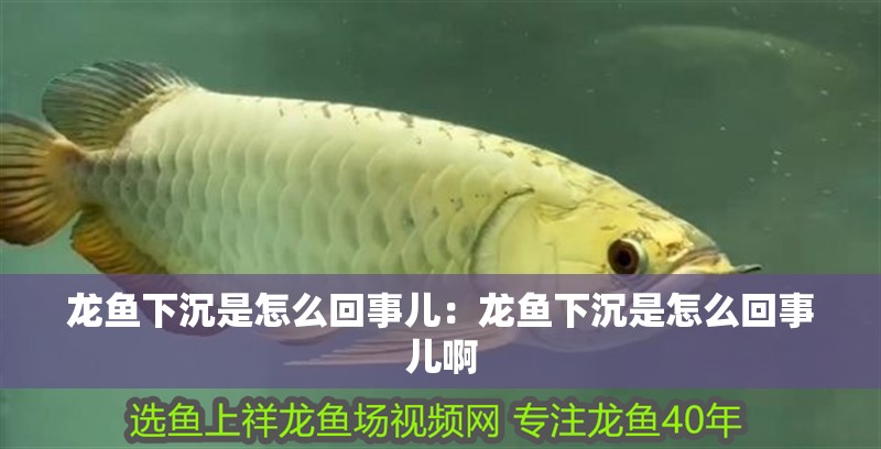 龍魚下沉是怎么回事兒：龍魚下沉是怎么回事兒啊