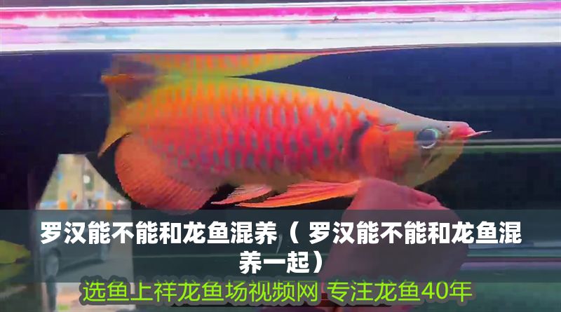 羅漢能不能和龍魚混養（ 羅漢能不能和龍魚混養一起）