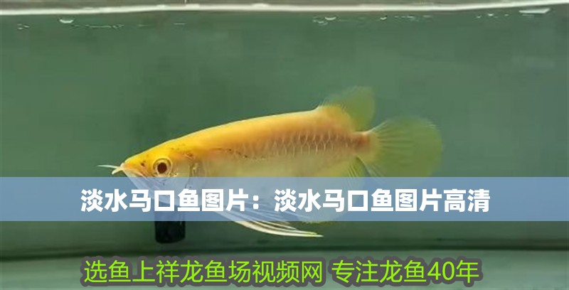 淡水馬口魚圖片：淡水馬口魚圖片高清