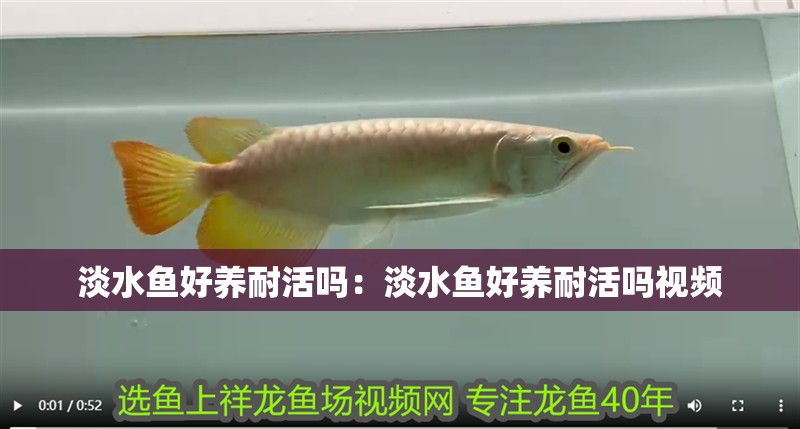 淡水魚好養(yǎng)耐活嗎：淡水魚好養(yǎng)耐活嗎視頻