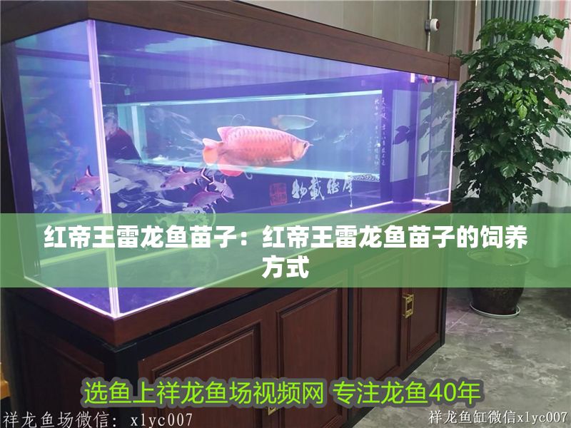 紅帝王雷龍魚苗子：紅帝王雷龍魚苗子的飼養方式