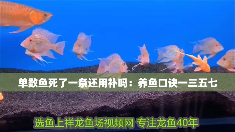 單數(shù)魚死了一條還用補(bǔ)嗎：養(yǎng)魚口訣一三五七