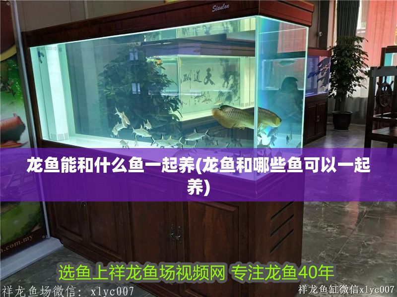 龍魚能和什么魚一起養(龍魚和哪些魚可以一起養)
