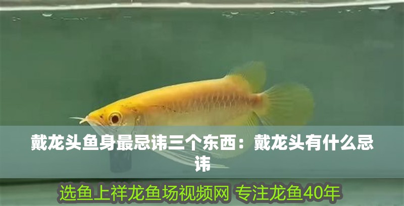 戴龍頭魚身最忌諱三個(gè)東西：戴龍頭有什么忌諱