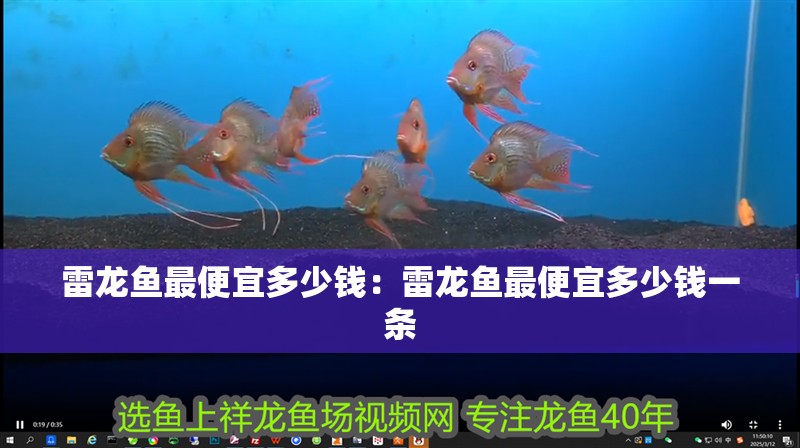 雷龍魚最便宜多少錢：雷龍魚最便宜多少錢一條