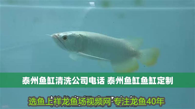 泰州魚缸清洗公司電話 泰州魚缸魚缸定制