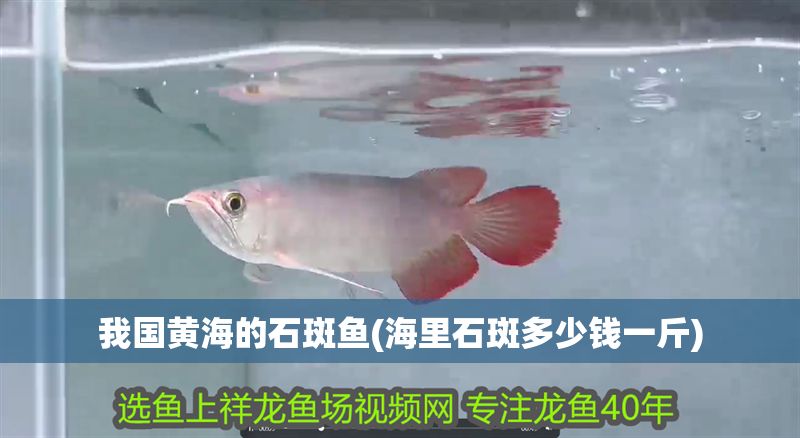 我國黃海的石斑魚(海里石斑多少錢一斤)