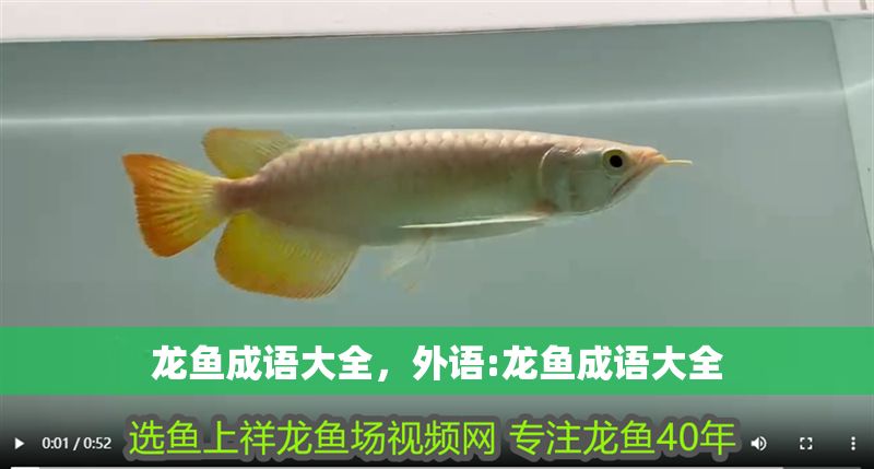 龍魚成語大全，外語:龍魚成語大全