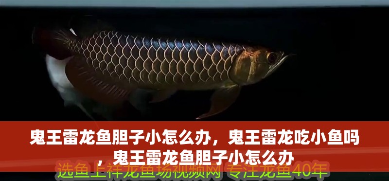 鬼王雷龍魚膽子小怎么辦，鬼王雷龍吃小魚嗎，鬼王雷龍魚膽子小怎么辦