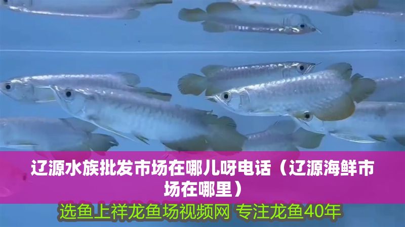 遼源水族批發(fā)市場在哪兒呀電話（遼源海鮮市場在哪里）