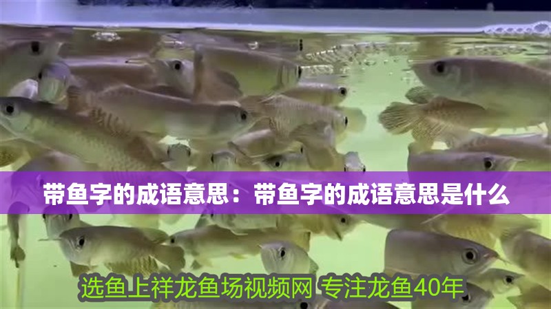 帶魚字的成語意思：帶魚字的成語意思是什么 帶魚字的成語意思：帶魚字的成語意思是什么 龍魚百科 第2張