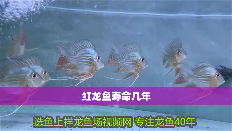 紅龍魚壽命幾年