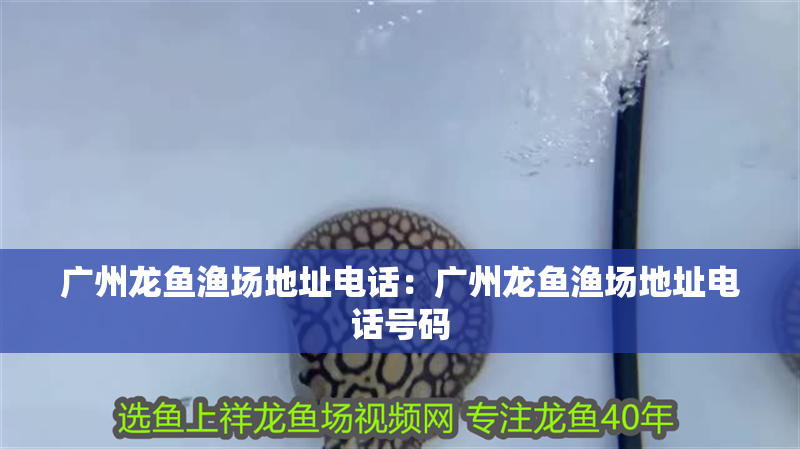 廣州龍魚漁場地址電話：廣州龍魚漁場地址電話號碼