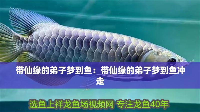 帶仙緣的弟子夢到魚：帶仙緣的弟子夢到魚沖走