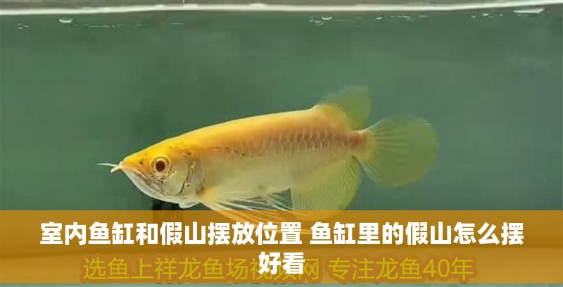 室內魚缸和假山擺放位置 魚缸里的假山怎么擺好看