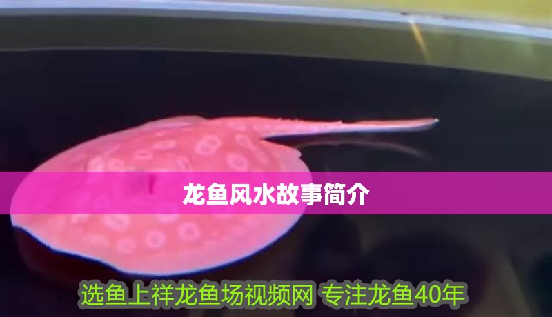 龍魚風水故事簡介