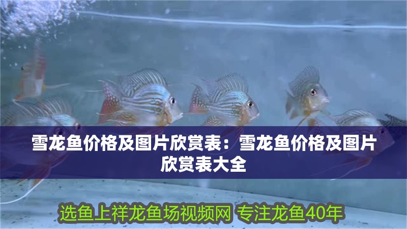 雪龍魚價格及圖片欣賞表：雪龍魚價格及圖片欣賞表大全