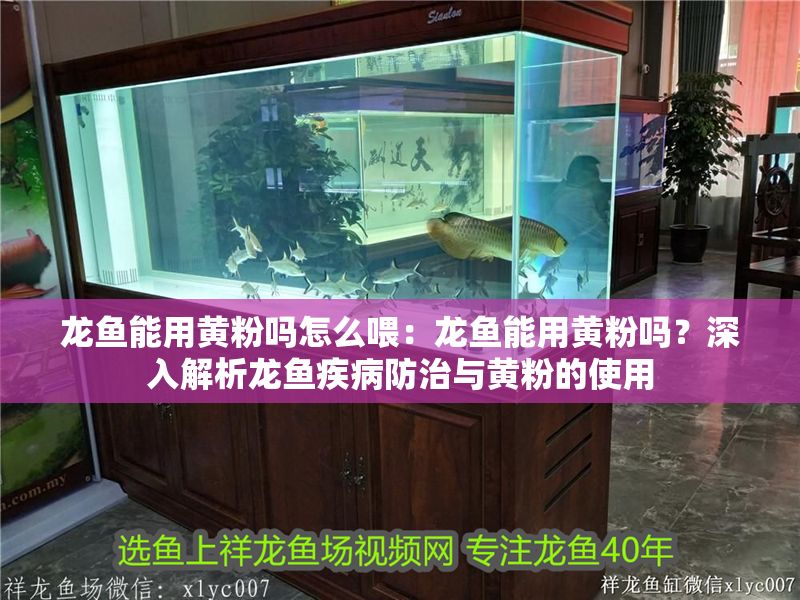 龍魚能用黃粉嗎怎么喂：龍魚能用黃粉嗎？深入解析龍魚疾病防治與黃粉的使用