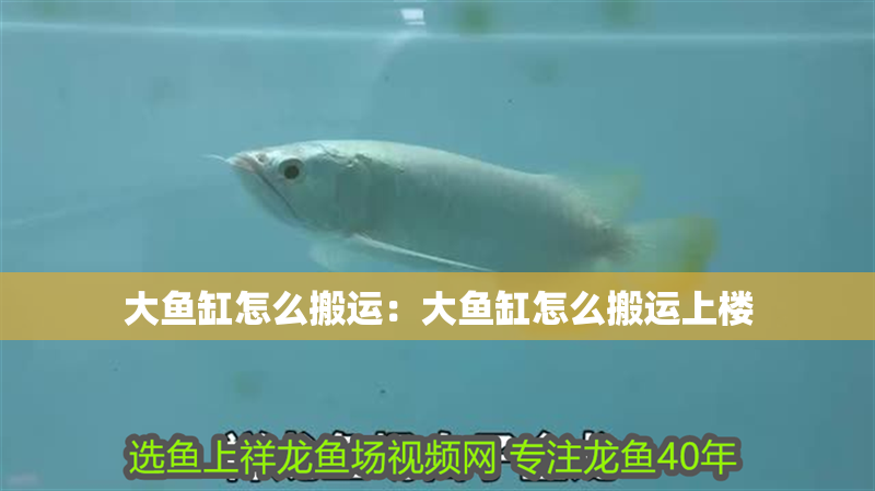 大魚缸怎么搬運：大魚缸怎么搬運上樓