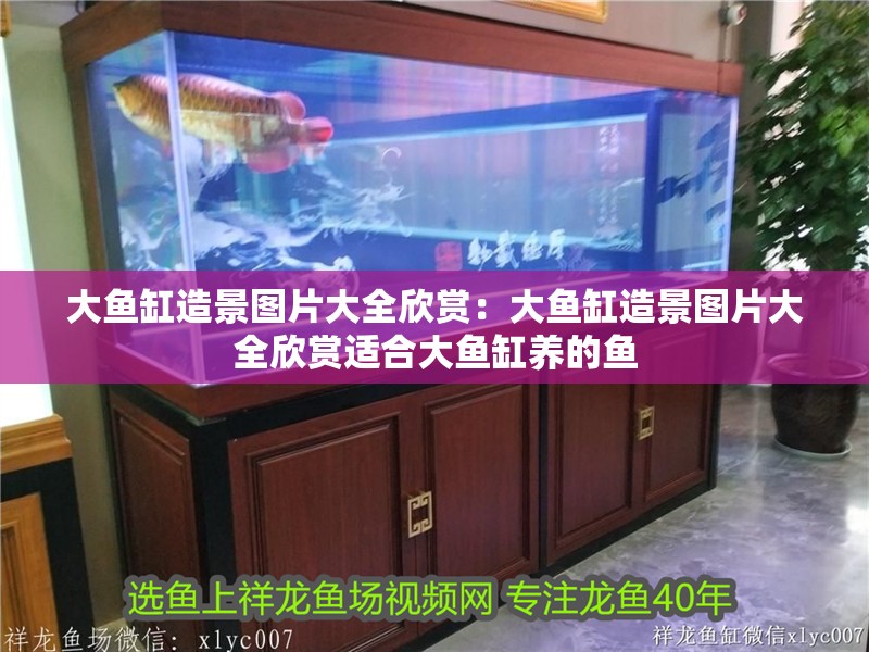 大魚缸造景圖片大全欣賞：大魚缸造景圖片大全欣賞適合大魚缸養的魚
