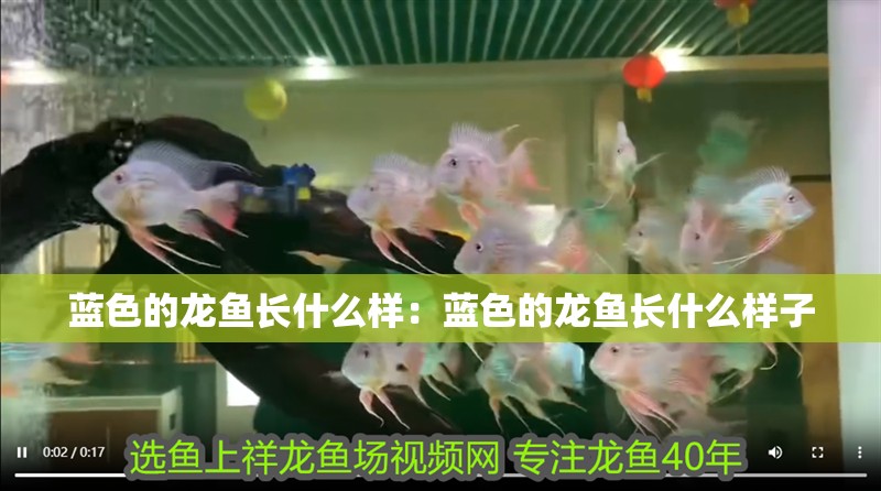 藍色的龍魚長什么樣：藍色的龍魚長什么樣子