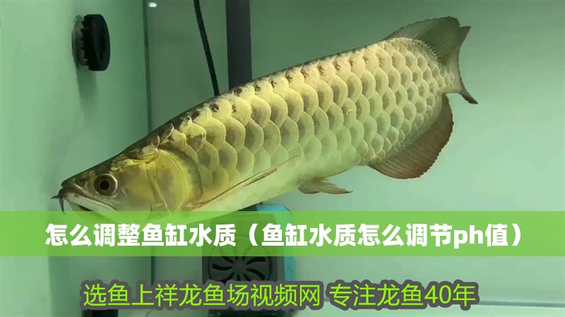 怎么調整魚缸水質（魚缸水質怎么調節ph值）