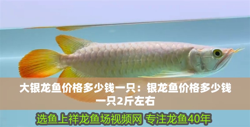 大銀龍魚價格多少錢一只：銀龍魚價格多少錢一只2斤左右
