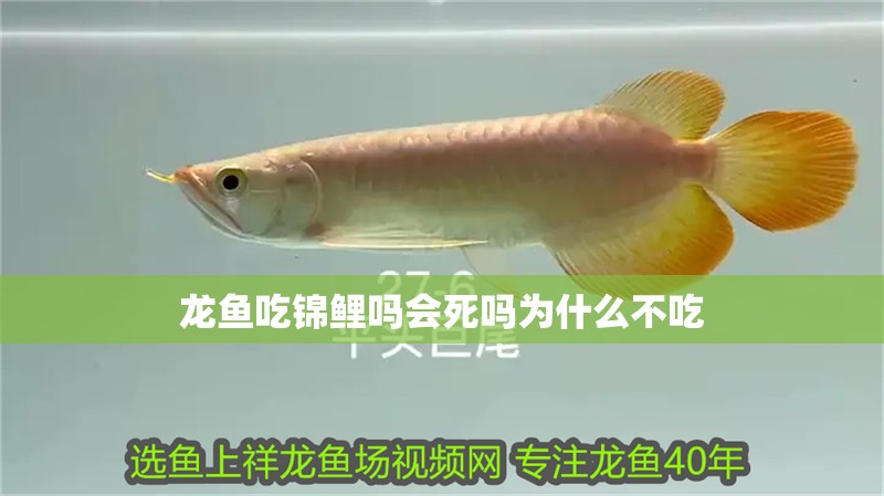 龍魚吃錦鯉嗎會死嗎為什么不吃