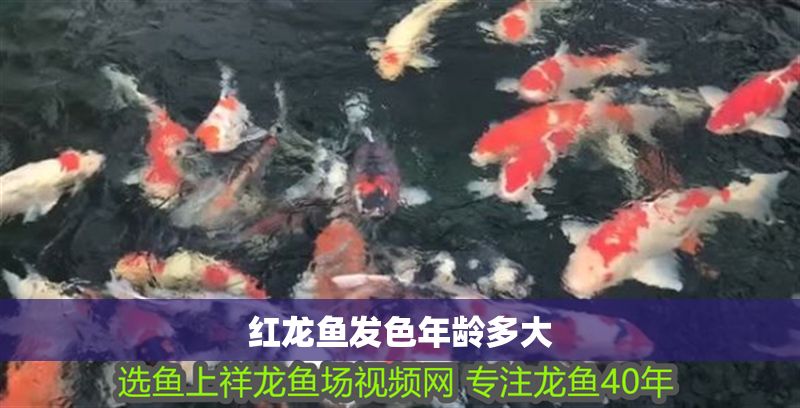 紅龍魚發色年齡多大