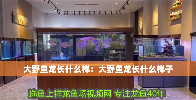 大野魚龍長什么樣：大野魚龍長什么樣子