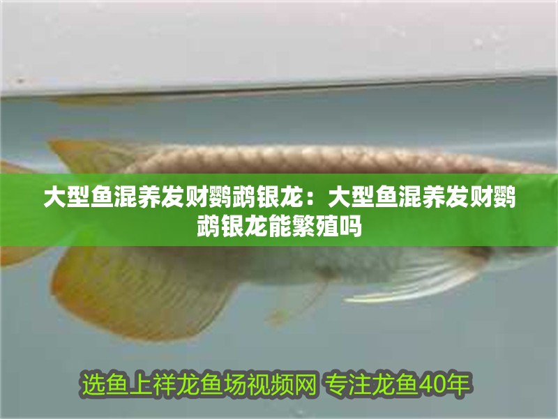 大型魚混養(yǎng)發(fā)財鸚鵡銀龍：大型魚混養(yǎng)發(fā)財鸚鵡銀龍能繁殖嗎
