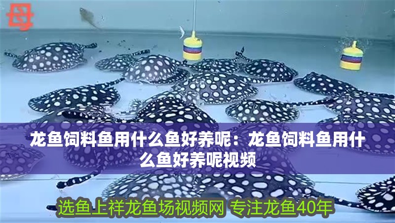 龍魚飼料魚用什么魚好養呢：龍魚飼料魚用什么魚好養呢視頻